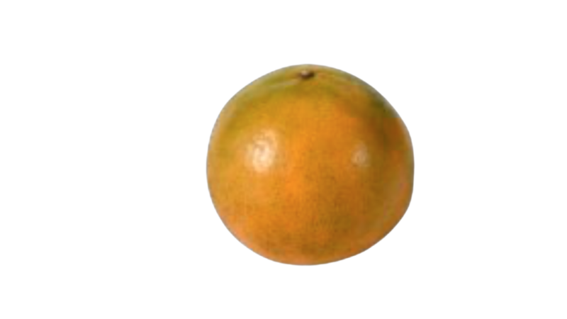 ส้ม (ผลใหญ่)